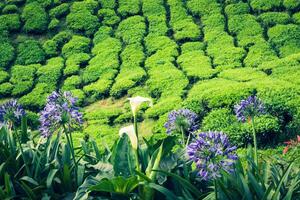 Tea plantations in state Kerala, India photo