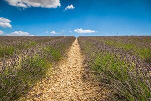 flor de lavanda que florece campos perfumados en interminables filas. Meseta Valensole, Provenza, Francia, Europa. foto