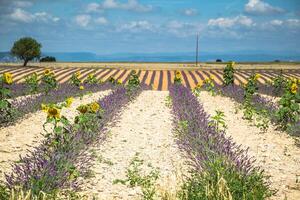 flor de lavanda que florece campos perfumados en interminables filas. Meseta Valensole, Provenza, Francia, Europa. foto