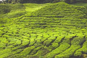 té plantación en el Cameron tierras altas, Malasia foto