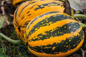 pumpkins on the field photo