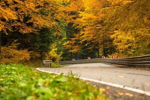 Autumn landscape with road and beautiful colored trees photo