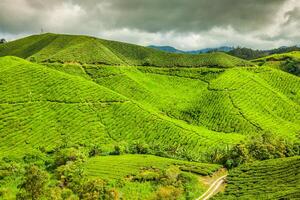 Tea Plantation at the Cameron Highlands, Malaysia, Asia photo