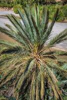 vegetation and water in the oasis of the Morocco photo