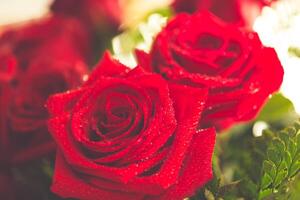 Red roses over valentines day photo