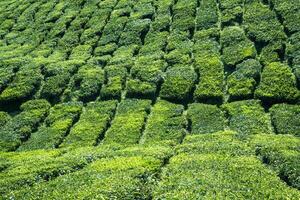 Tea plantations in Munnar, Kerala, India photo