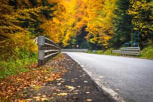 Autumn landscape with road and beautiful colored trees photo