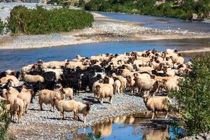 Sheep in morocco landscape photo