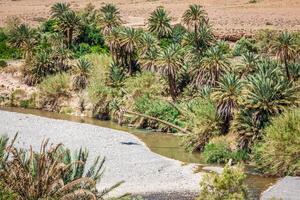 Wide view of cultivated fields and palms in Errachidia Morocco North Africa Africa, deep blue sky photo