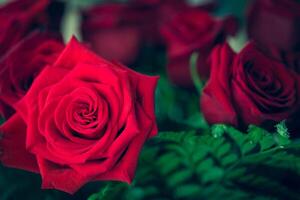 Beautiful red rose macro shot close up. Valentines Day photo