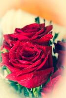 Beautiful red rose macro shot close up. Valentines Day photo