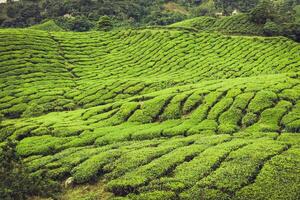 Plantación de té Cameron Highlands, Malasia foto