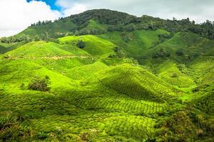 té plantación a el Cameron tierras altas, Malasia, Asia foto