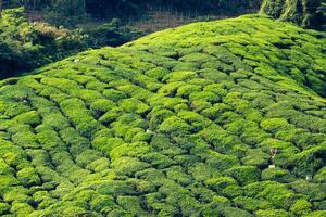 Tea plantations in state Kerala, India photo