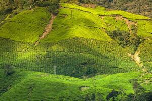 Landscape view of Tea Plantation in Cameron Highland photo