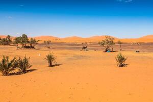 Palm trees and sand dunes in the Sahara Desert, Merzouga, Morocco photo