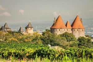 Vineyards growing outside the medieval fortress of Carcassonne in France photo