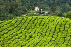 Tea Plantation in the Cameron Highlands, Malaysia photo