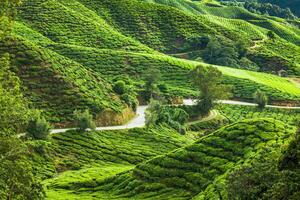 té plantación en el Cameron tierras altas, Malasia foto
