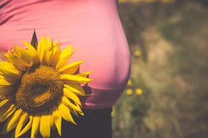 embarazada mujer en el campo con girasoles foto