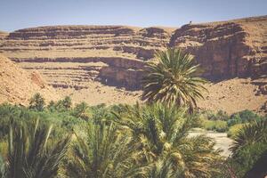 amplio ver de cañón y cultivado campos y palmas en erraquidia Valle Marruecos norte África África foto