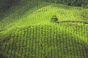 Plantaciones de té en el estado de Kerala, India foto
