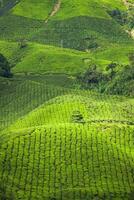 té plantación a el Cameron tierras altas, Malasia, Asia foto