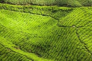 Tea Plantation at the Cameron Highlands, Malaysia, Asia photo