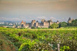 Vineyards growing outside the medieval fortress of Carcassonne in France photo