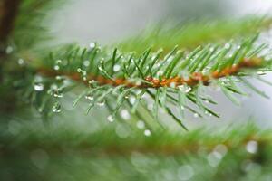 dew drops after rain on the tips of a coniferous tree photo