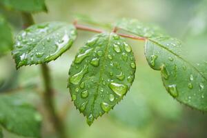 beautiful droplets after rain on a green leaf photo