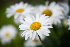 beautiful white chamomile flowers grow in the field photo