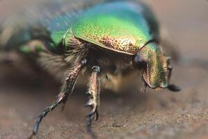 de cerca de un grande hermosa verde escarabajo bronzovka foto