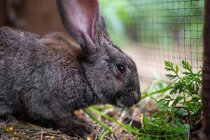 a beautiful grey domestic rabbit is grazing and walking in the enclosure outdoors photo