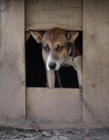 A lonely and sad guard dog on a chain near a dog house outdoors. photo