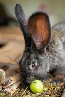 a beautiful grey domestic rabbit is grazing and walking in the enclosure outdoors photo