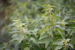 beautiful green nettle plant in sunlight outdoors photo