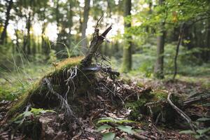 un tocón desde un árbol cortar abajo por madereros en el bosque es cubierto con musgo foto