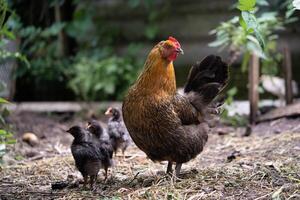 a beautiful adult hen walks with her chicks photo