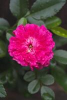 beautiful pink rose growing in the garden photo