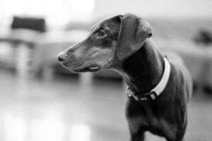 black and white photo portrait of a Doberman dog
