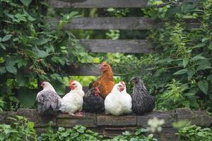 beautiful chickens and roosters outdoors in the yard photo