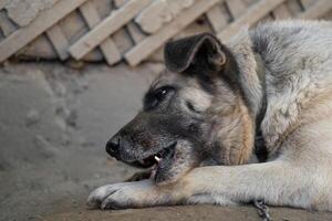 A lonely and sad guard dog on a chain near a dog house outdoors. photo