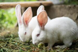 a beautiful white domestic rabbit is grazing and walking outdoors photo