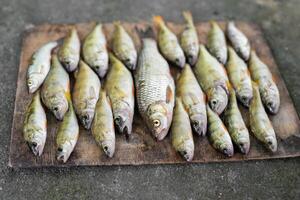 un hermosa captura de pescado puesto fuera por un pescador en un tablero foto