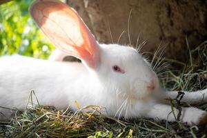 a beautiful white domestic rabbit is grazing and walking in the enclosure outdoors photo