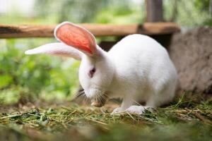 a beautiful white domestic rabbit is grazing and walking outdoors photo