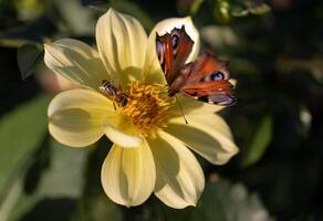 close-up of a butterfly and a bee pollinating a flower together. photo