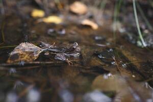 close up of a brown frog in a puddle photo