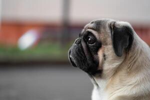 close-up portrait of a pug dog's face on the street photo